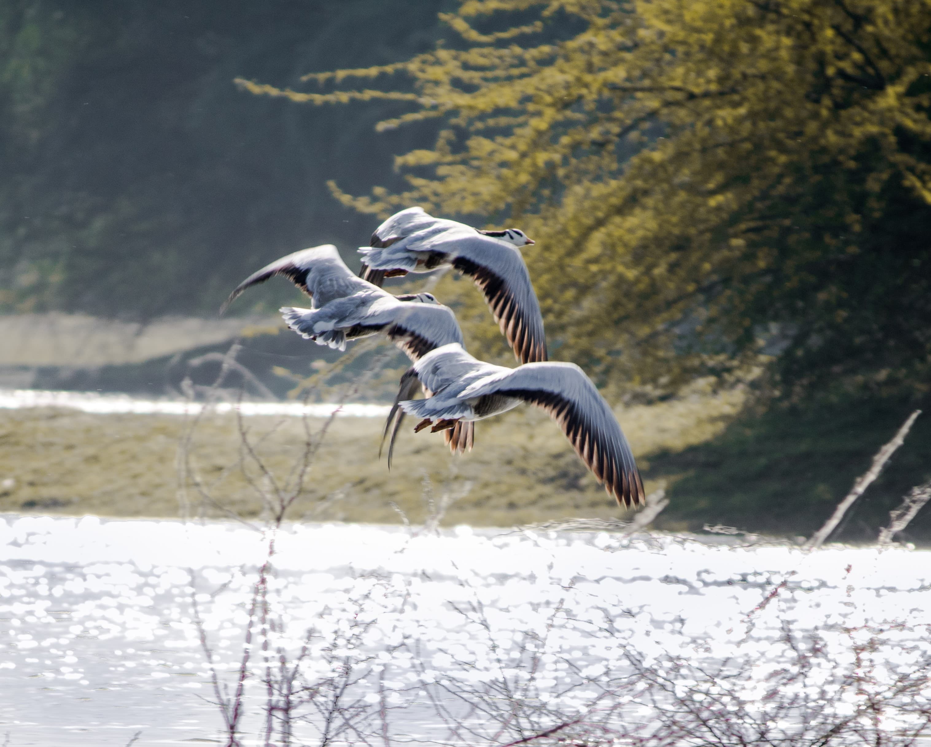 Twigs and Tails of Thol