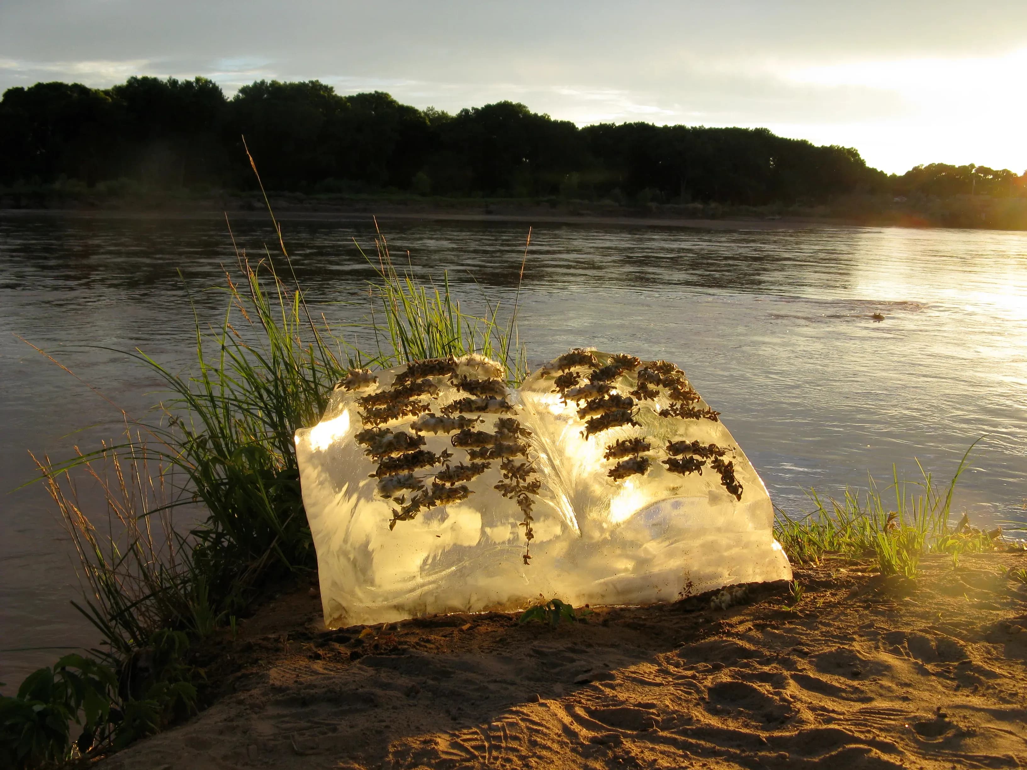 Basia Irland, TOME II. Cottonwood seeds--(Populus deltoides wislizenii) at dusk, Rio Grande